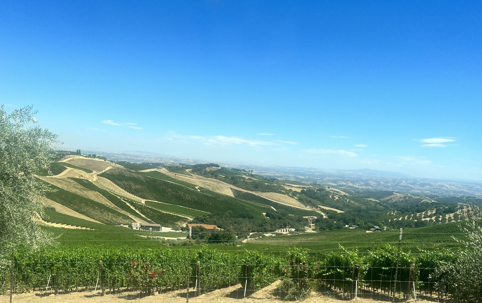 Sweeping view of terraced hillside vineyards and oak-dotted hills across the Paso Robles wine country in San Luis Obispo County, California
