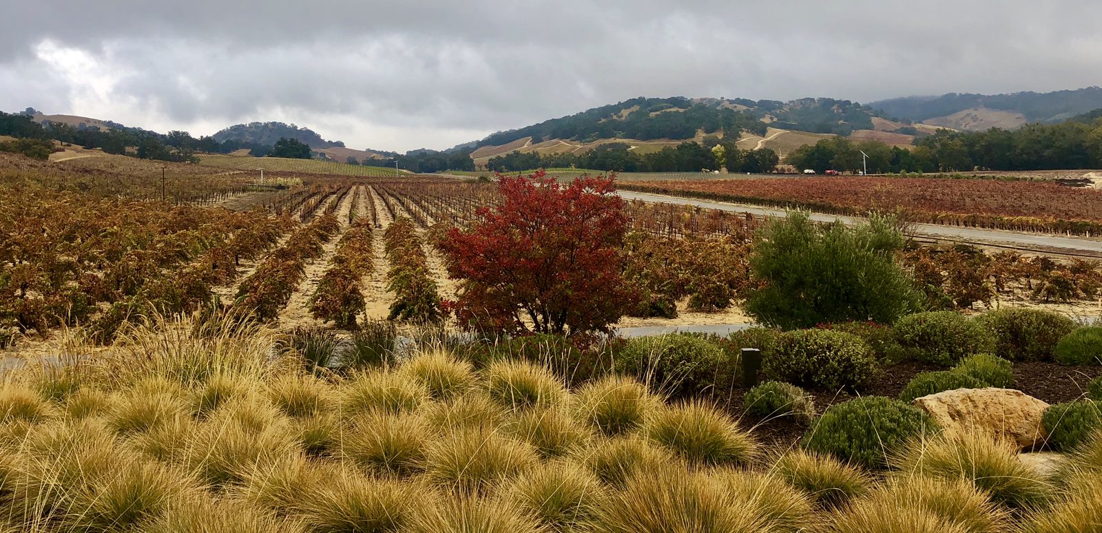 Autumn vineyard rows turning red and gold beneath oak-covered hills in Paso Robles, California wine country