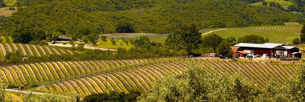 Spring vineyard rows and rolling oak-covered hills in the Paso Robles wine country, San Luis Obispo County, California