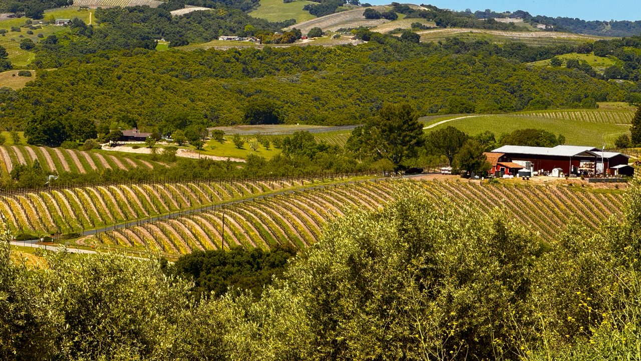 Spring vineyard rows and rolling oak-covered hills in the Paso Robles wine country, San Luis Obispo County, California