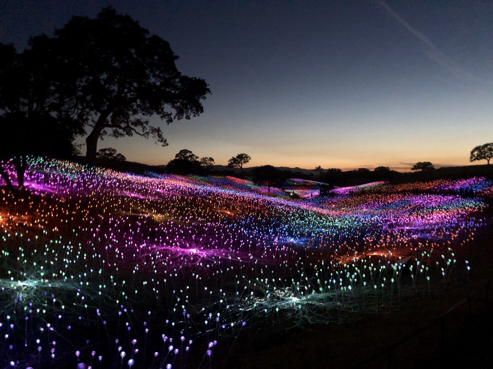Bruce Munro's Field of Light installation at Sensorio glowing across the hills at dusk in Paso Robles, California